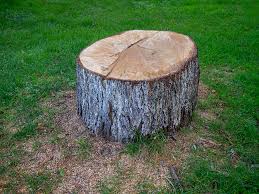 Trusted Glen Ellyn, IL Tree Care Experts